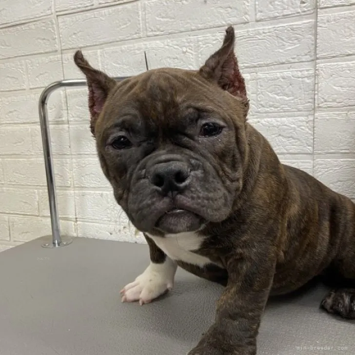 ID：2310-03079の子犬