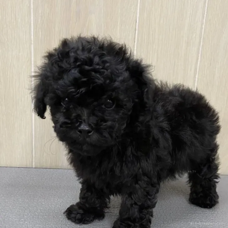 ライト 様のお迎えした子犬