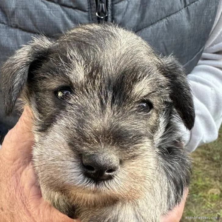 ID：2212-01183の子犬