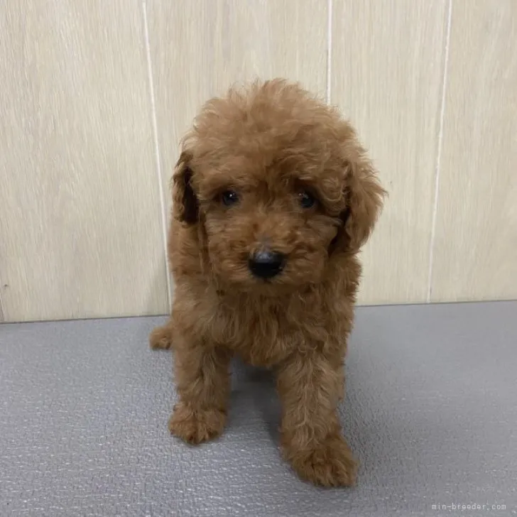 ID:2311-06775の子犬
