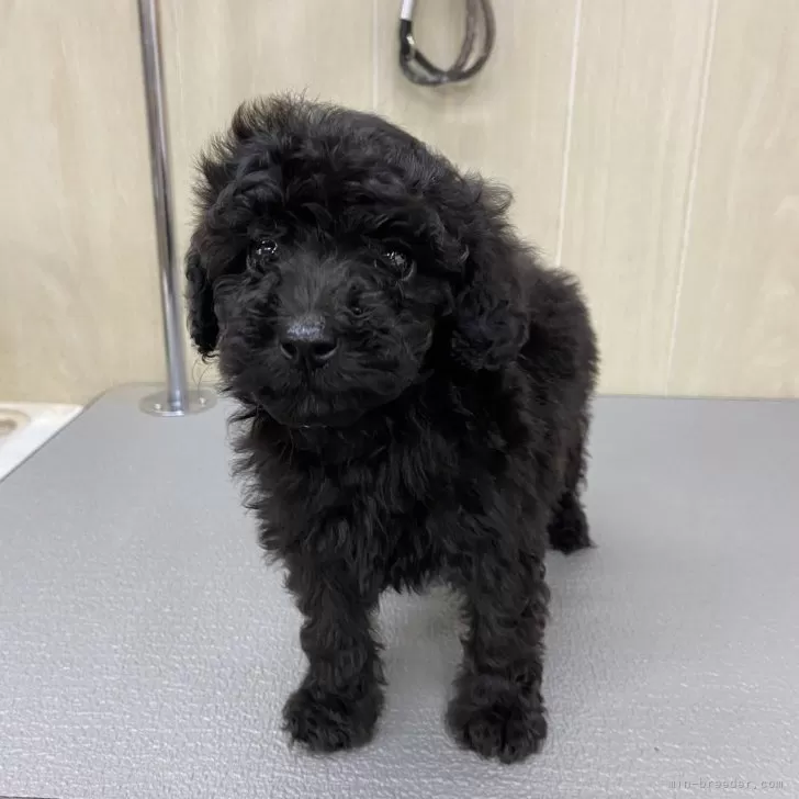 ID：2401-06547の子犬