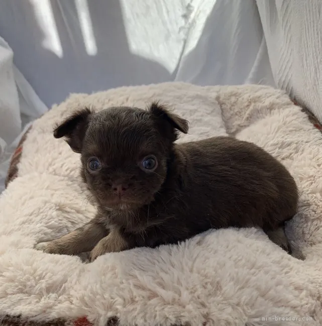 ID:2202-01644の子犬