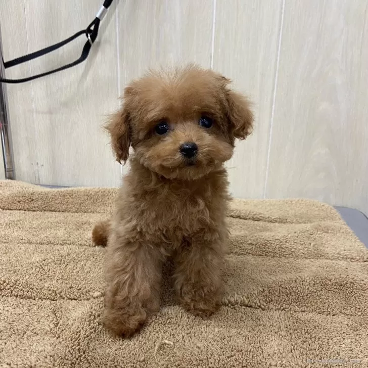 ID：2404-02965の子犬