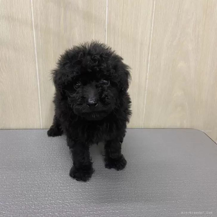 リリー 様のお迎えした子犬