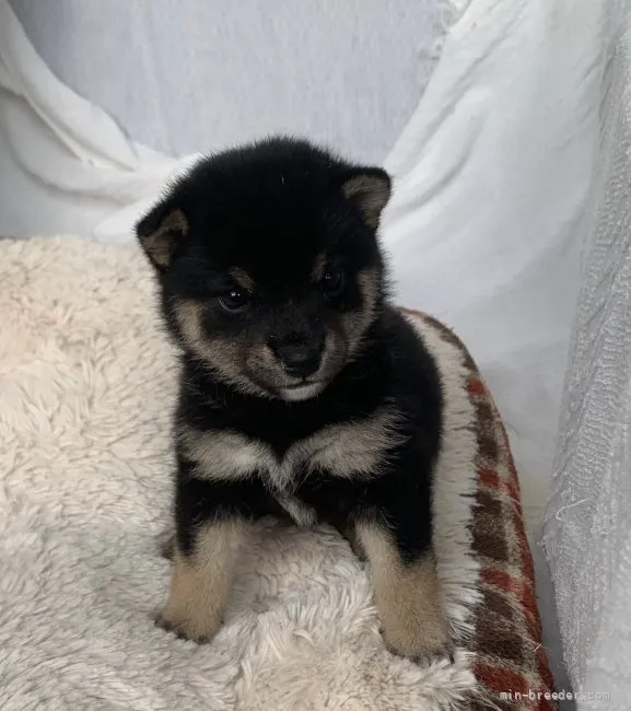 ID:2201-04232の子犬