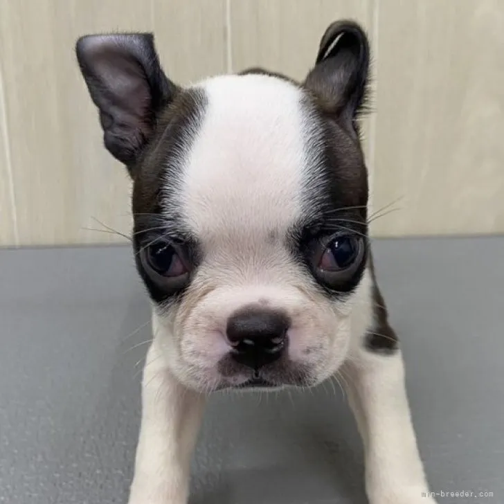 ID:2308-06224の子犬