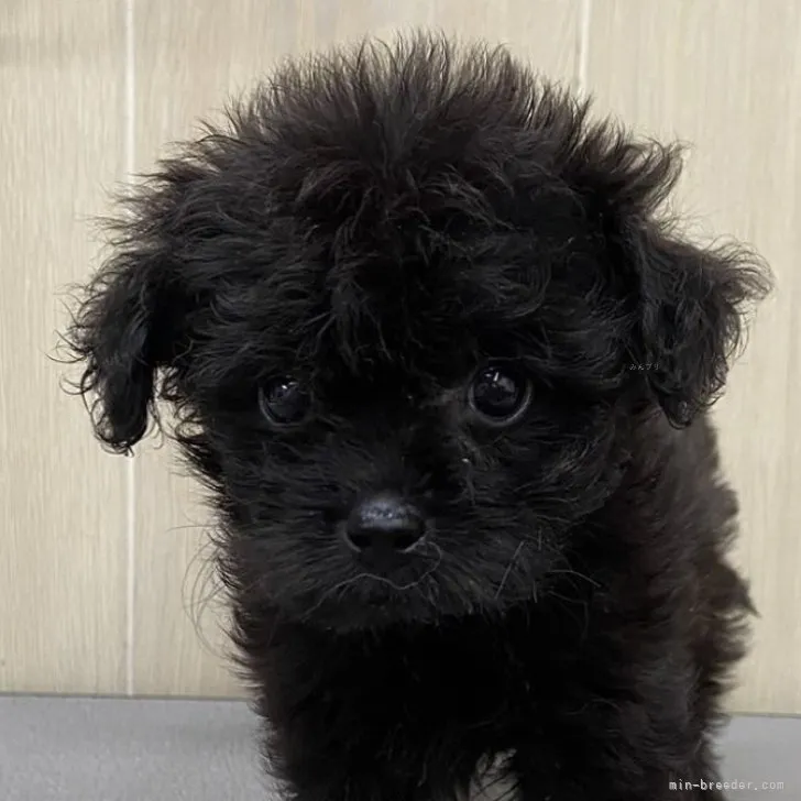 ID：2308-03682の子犬
