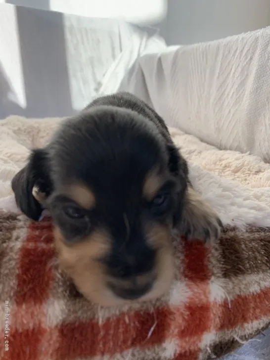 ID:2202-03842の子犬