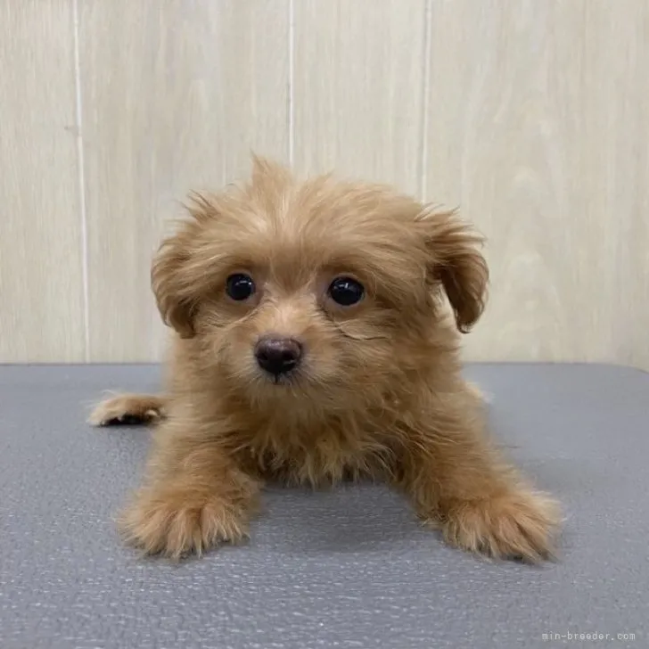 ID：2309-00377の子犬