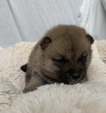 柴犬(豆柴)【岡山県・男の子・2022年3月10日・赤】の写真「両親遺伝子検査クリアーの田舎で育った赤の雄」