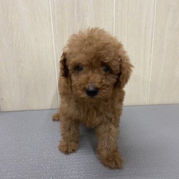 トイプードル(タイニー)【岡山県・男の子・2023年10月12日・レッド】の写真「両親遺伝子検査クリアーの小さい男の子」