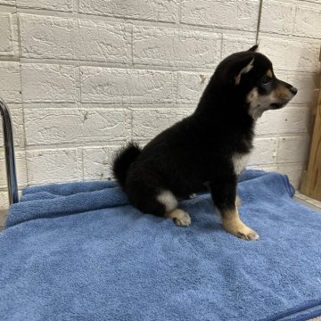 柴犬(豆柴)【岡山県・男の子・2023年10月27日・黒】の写真「３代祖の両親から生まれた可愛い男の子です初売り価格」