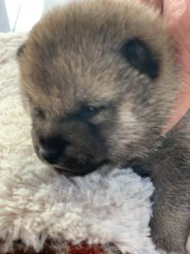 柴犬(豆柴)【岡山県・男の子・2022年1月31日・赤】の写真「両親チャンピオンの父親の子です」