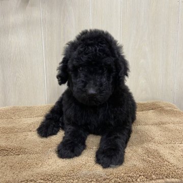 スタンダードプードル【岡山県・男の子・2024年7月19日・ブラック】の写真「両親電子検査クリアの男の子」