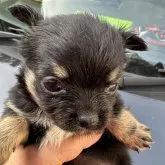 チワワ(ロング)【岡山県・男の子・2022年12月23日・ブラックターン】の写真1「２月６日撮影」