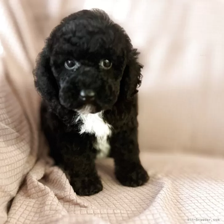 ID：2507-06071の子犬
