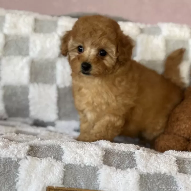 ID:2502-03639の子犬