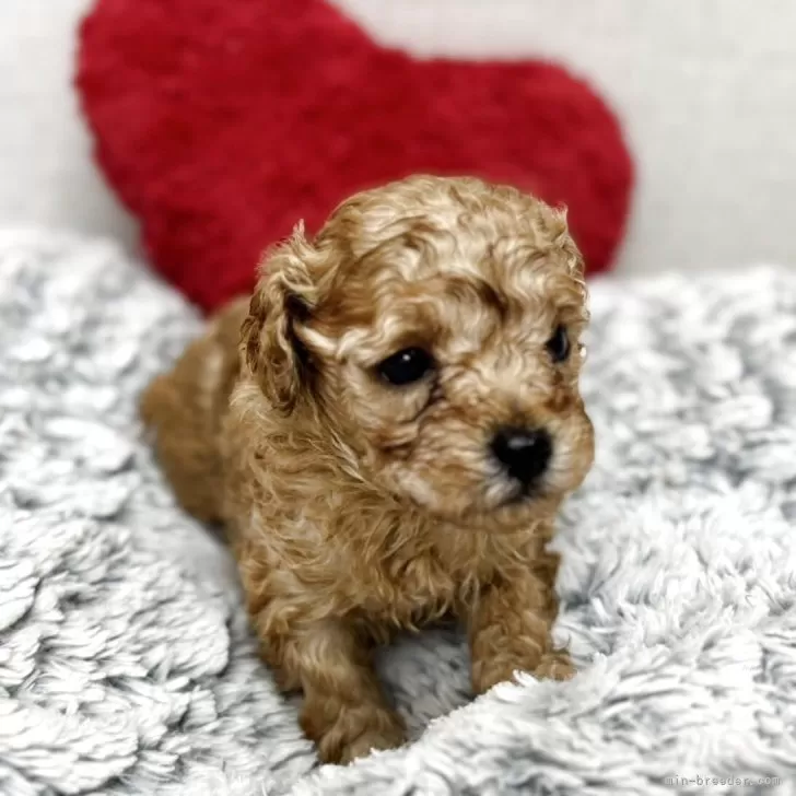 トイプードル(トイ)【大阪府・男の子・2025年11月1日・レッドフォーン】の写真1