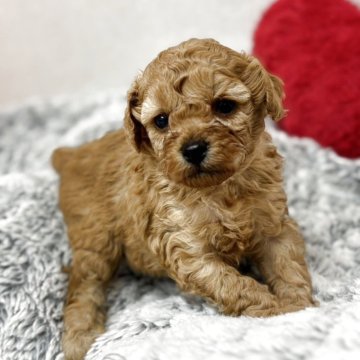 トイプードル(トイ)【大阪府・男の子・2025年10月30日・オレンジフォーン】の写真「産まれた瞬間からムチムチー」