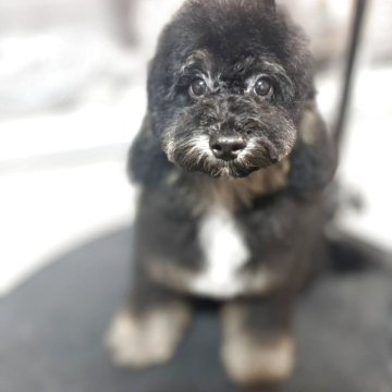 ミディアムプードル【大阪府・女の子・2025年7月30日・ブラック&フォーンマーキングス】の写真「唯一無二の色🧐」