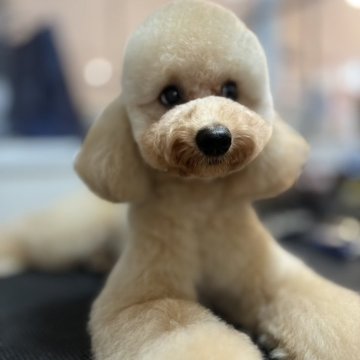 トイプードル(トイ)【大阪府・男の子・2024年8月20日・オレンジフォーン】の写真「元気な男の子です！」