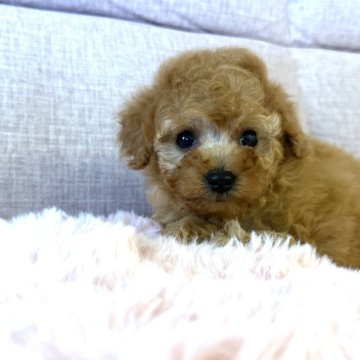 トイプードル(トイ)【大阪府・女の子・2025年10月30日・オレンジフォーン】の写真「産まれた瞬間からムチムチー」