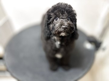 ミディアムプードル【大阪府・男の子・2025年7月18日・黄色くん】の写真「マイペース型🧐」