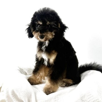 ミディアムプードル【大阪府・男の子・2025年2月17日・ブラック&フォーンマーキングス】の写真「犬質100点！6/3 3.5キロ」