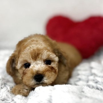 トイプードル(トイ)【大阪府・男の子・2025年11月1日・レッドフォーン】の写真「アイドル顔の兄妹達❣️」