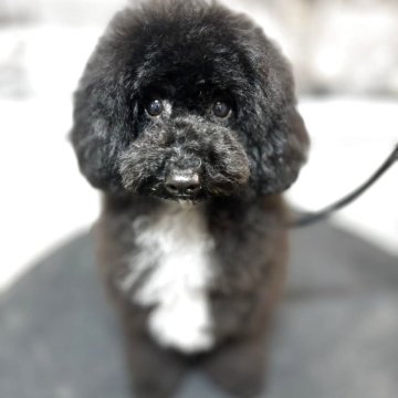 ミディアムプードル【大阪府・男の子・2025年5月24日・ブラック&ホワイト】の写真「愛嬌と元気は誰にも負けません！」