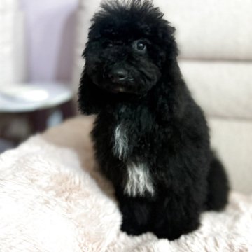 ミディアムプードル【大阪府・男の子・2025年7月30日・ブラック フォーンポイント】の写真「超マイペースくん笑笑　シャワーもドライヤーも動じず」