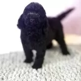 ミディアムプードル