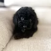 ミディアムプードル