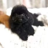 ミディアムプードル