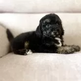 ミディアムプードル