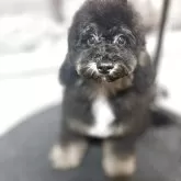 ミディアムプードル