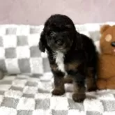 ミディアムプードル