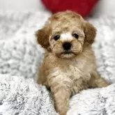 トイプードル(トイ)