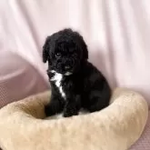 ミディアムプードル