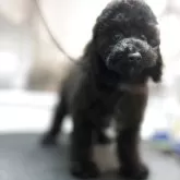 ミディアムプードル