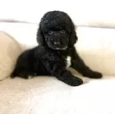 ミディアムプードル
