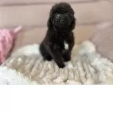 ミディアムプードル