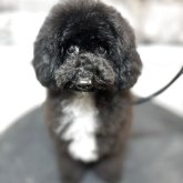 ミディアムプードル