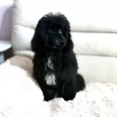 ミディアムプードル【大阪府・男の子・2025年7月30日・ブラック フォーンポイント】の写真2