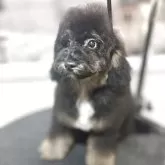 ミディアムプードル【大阪府・女の子・2025年7月30日・ブラック&フォーンマーキングス】の写真2