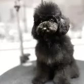 ミディアムプードル【大阪府・女の子・2025年7月18日・ブラック】の写真3