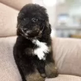 ミディアムプードル【大阪府・女の子・2025年7月30日・ブラック&フォーンマーキングス】の写真4