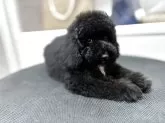 ミディアムプードル【大阪府・男の子・2025年7月30日・ブラック フォーンポイント】の写真5