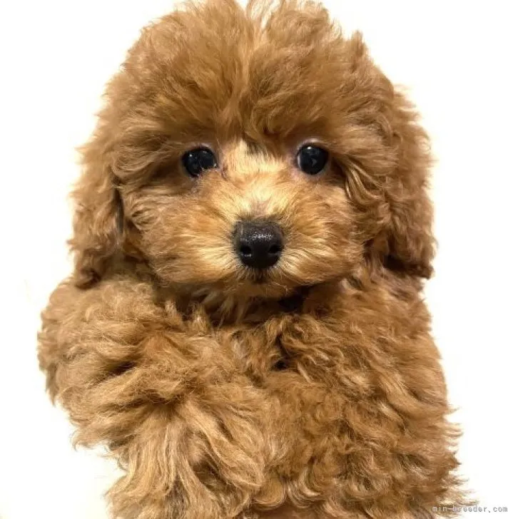 ID:2211-03317の子犬