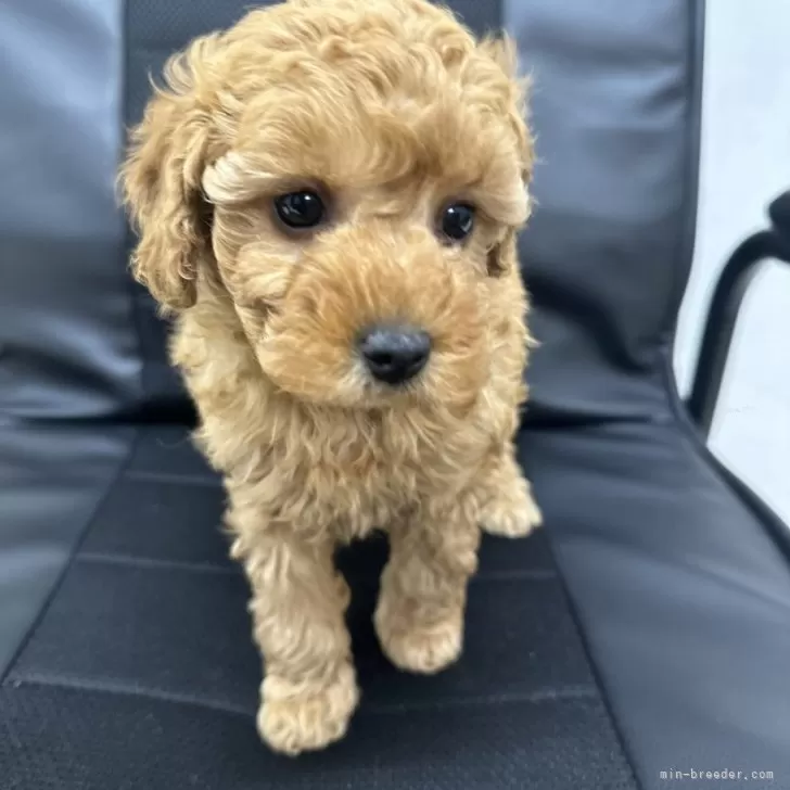 ID:2312-05659の子犬